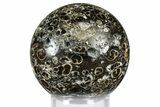 Polished Freshwater Snails (Elimia) In Limestone Sphere - Wyoming #369038-1